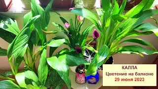 Калла 2023. Цветение в горшке на балконе в домашних условиях. Чем удобряю? Где располагаю? 29 июня