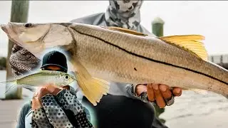 This Bait Makes Catching Florida Snook Easy!