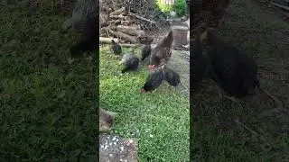 Корова кормит всех