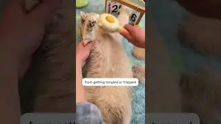 No more hairy struggle with your cat!
