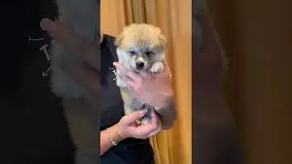 Сладкий медвежонок акиты-Ину за 110000р😍