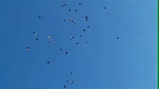 Николаевские голуби в г. Саки. Гоняем голубей вместе с дочкой