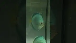 Дискус Кобальт