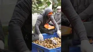 Tens of thousands of people come to #NewZealand to work in the kiwifruit industry. #kiwi #farming