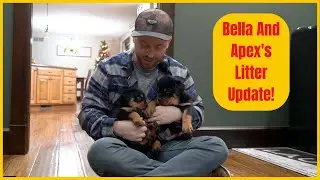 Bella And Apex's Litter Update!