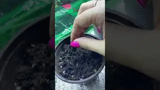 Ранункулюс