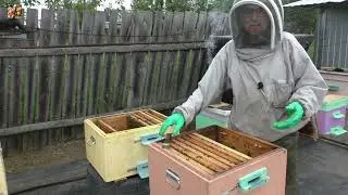 Обзор и пересадка семьи на продажу.
