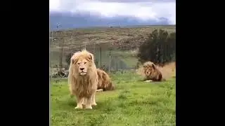 ДАР БОРАЙИ ДУСТИ ХУБ 🦁🦁🦁👍