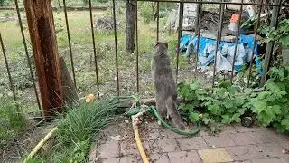 Дачные животные, а в конце видео о тварях.
