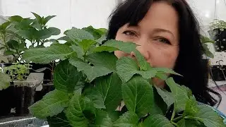 почему  зимой сохнут листья у крупнолистной гортензии? метельчатая гортензия в январе.