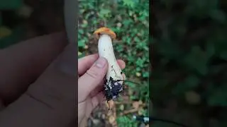 Красивый подосиновик попался 