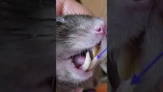 Rats can even chew through metal!