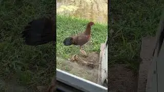 Одно из них потом не стало😟