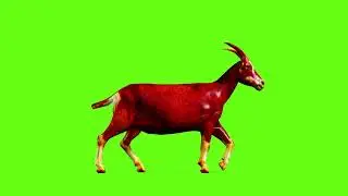 Green Screen Goat Animation Goat Green Screen Video