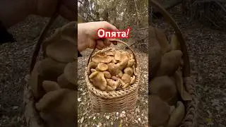 У Вас Такое Было?практически зима,а они растут! 