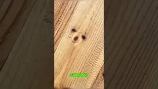 Тайные жители пола 🤣🤣