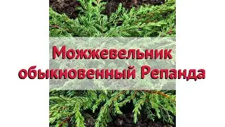 Можжевельник обыкновенный Репанда 🌿 Обзор: посадка и уход. крупномеры: описание и особенности