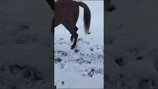 н нуробод