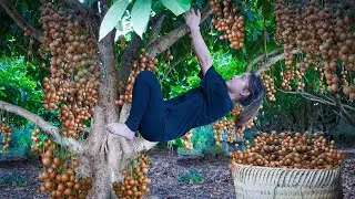 Free New Life  Harvesting Cherry Garden Go to Market to Sell - The Process of Growing Water Rice