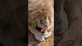 ❤️Лев Чип_Чипуля и замороженный окорочок. #тайган #shorts #short #animals