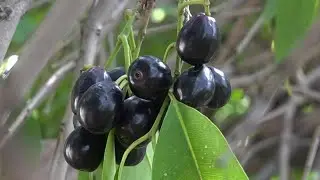 Jamun(Java Plum) Harvest || Awais Tariq