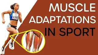 Muscle Adaptations in Sport - Why both Training AND Recovery are Important.
