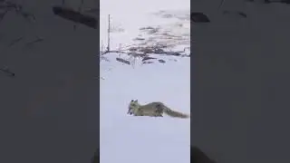 Kızıl Tilki avı ile oynarken…