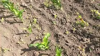Подмёрзла кукуруза и тыква.