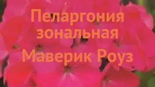 Пеларгония зональный Роуз 🌿 зональный пеларгония Роуз обзор: как сажать, семена пеларгонии Роуз