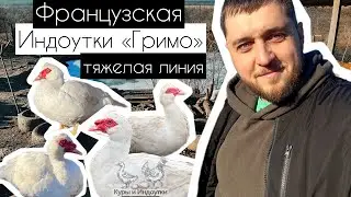 Индоутки «Гримо» французская тяжелая линия. В раннем возрасте КРУПНЫЕ СЕЛЕЗНИ И УТКИ🦆