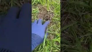 Находка глазами . Есть еще не выбитые места . #металлокоп #заработок