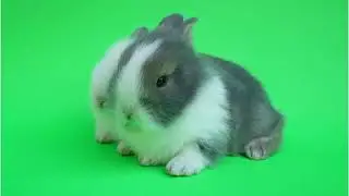 cute rabbit green screen no copyright, chroma key, animals