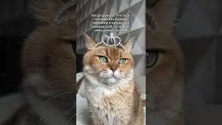 #котики