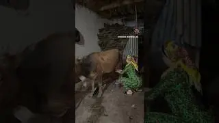 Келин ахвол😂🔥
