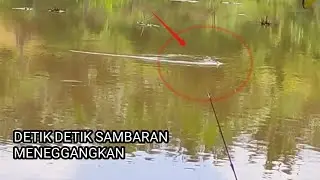 Ketika mancing_ Di sarang ikan Toman umpan baru turun langsung di sambarnya