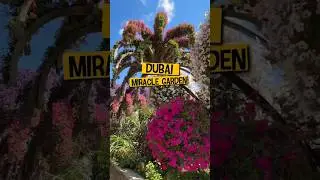 Что посмотреть в Дубае? Сад чудес 🌸 Miracle Garden 