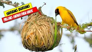 14 BIRD NESTS WITH THE MOST BEAUTIFUL AND UNIQUE DESIGNS IN THE WORLD