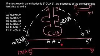 Codon and Anticodon  (practice problem)