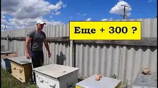Покупать ещё одну пасеку 300 ульев или как работает кликбейт на YouTube ?