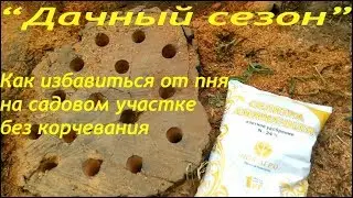избавиться от пня на садовом участке без корчевания