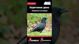 Сегодня,11 октября , в этот день отмечают праздник, Харитонов день