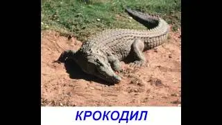 Животные для детей. Карточки Домана 