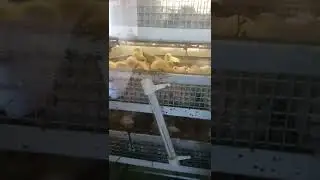 ДОЛГОЖДАННЫЙ ВЫВОД БРОЙЛЕРА///