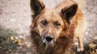 What Should You Do When You See a Stray Dog?🐾🐾🐾