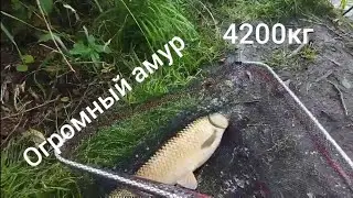 Трофейный амур!!! Украинцы преподают в Чехии😂😂😂!!!
