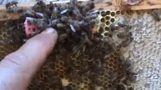 Povesti de familie de albine - Despre cele 3 tipuri de matci si eliberarea uneia cu peripetii