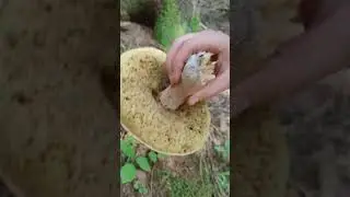Эх, не дождался нас ты, славный Белый #trending #лес #mushroom #forest #грибы #природа #nature