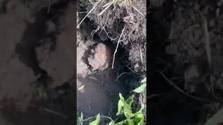 Опасная находка на металлокопе в поле. Откуда она там взялась? #копметалла #металлокоп