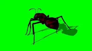Ant walk - view 2 - green screen effects - free use
