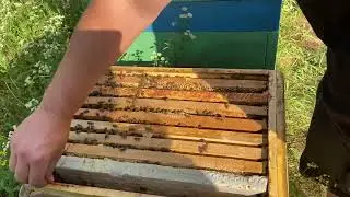 Сетка для сбора прополиса. Тестирую новую сетку.